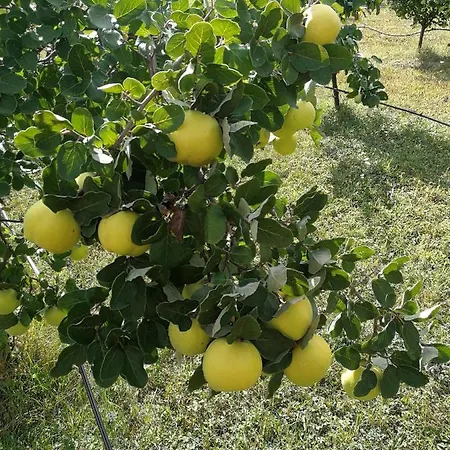 Prázdninový dům Brvnare Dunja 1 I Dunja 2