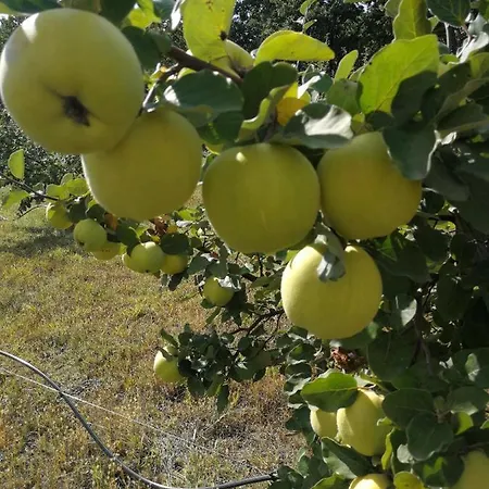 Brvnare Dunja 1 I Dunja 2 Kraljevo