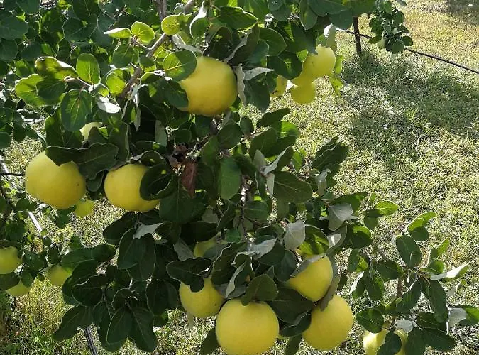 Tatil Evi Brvnare Dunja 1 I Dunja 2